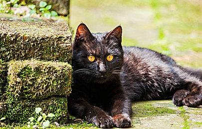 SE尚未公布新PS5游戏 考虑到可能会分散FF16热度